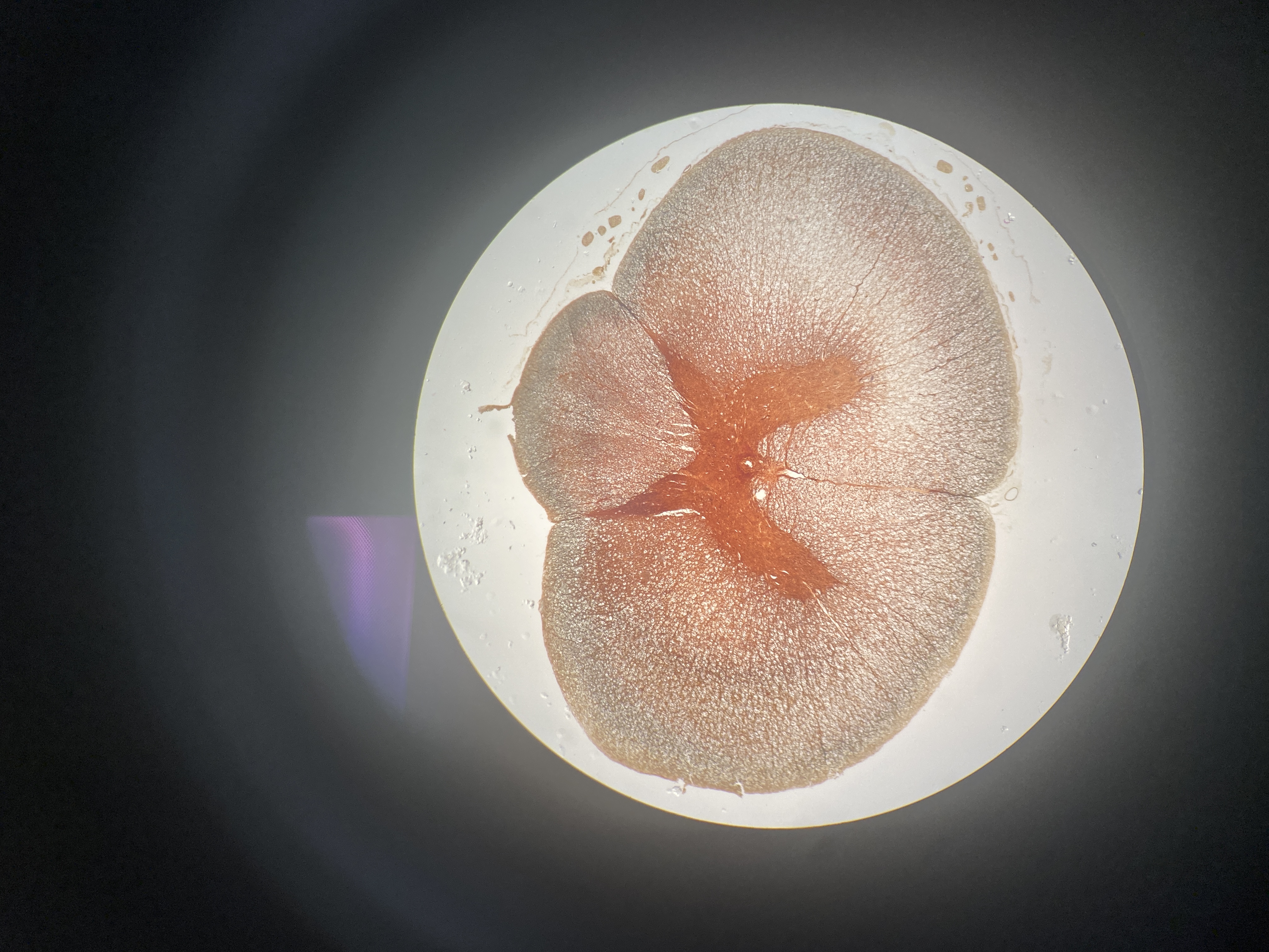 <p>Name the cell</p>