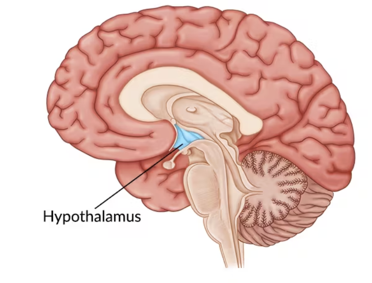 <p>Survival Behavior (Four Fs: Fight, Feed Flee, Fornication); beneath the thalamus</p>