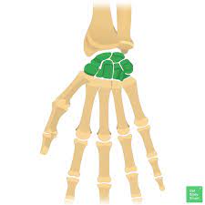 <p>what bones are these?</p>