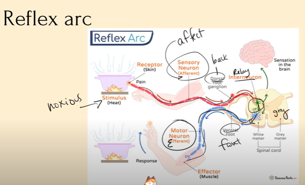 <ol><li><p>Receptors in the hand or another part of the body (ex. thermoreceptors), detect a stimulus, and convert the stimulus into electrical energy</p></li><li><p>The Sensory Neuron (afferent, bc it is “affected”) takes that electrical energy and sends it to the Gray Matter of the Spinal Cord (the Central Nervous System)</p></li><li><p>That signal is then send to the Interneuron or Relay Neuron; which then sends it straight to the Motor Neuron (the efferent, causes the effect), which causes us to move our hand away from that stimulus</p></li><li><p>A signal is ALSO sent into the white matter and then up to the brain so that our brains are aware that something hurt</p><p>But what’s amazing is that we’ve actually moved our hands before our brain even knows that we’re in pain</p></li></ol><p></p>