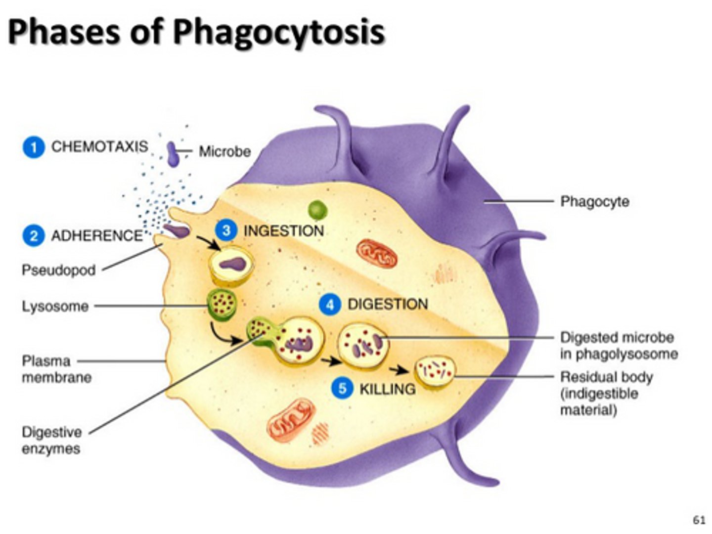<p>1) chemotaxis 2) attachment 3) ingestion 4) digestion</p>