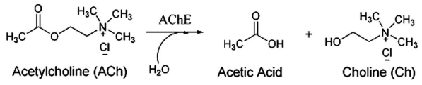 <p>- AChE converts ACh into choline and acetate</p><p>- AChE is abundant in synaptic cleft; works fast</p>
