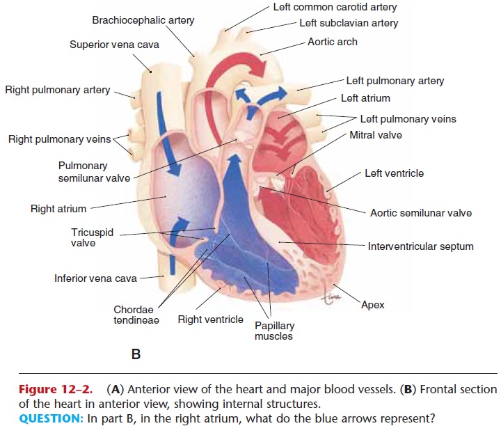 Carries deoxygenated blood from the head and body to the right atrium
