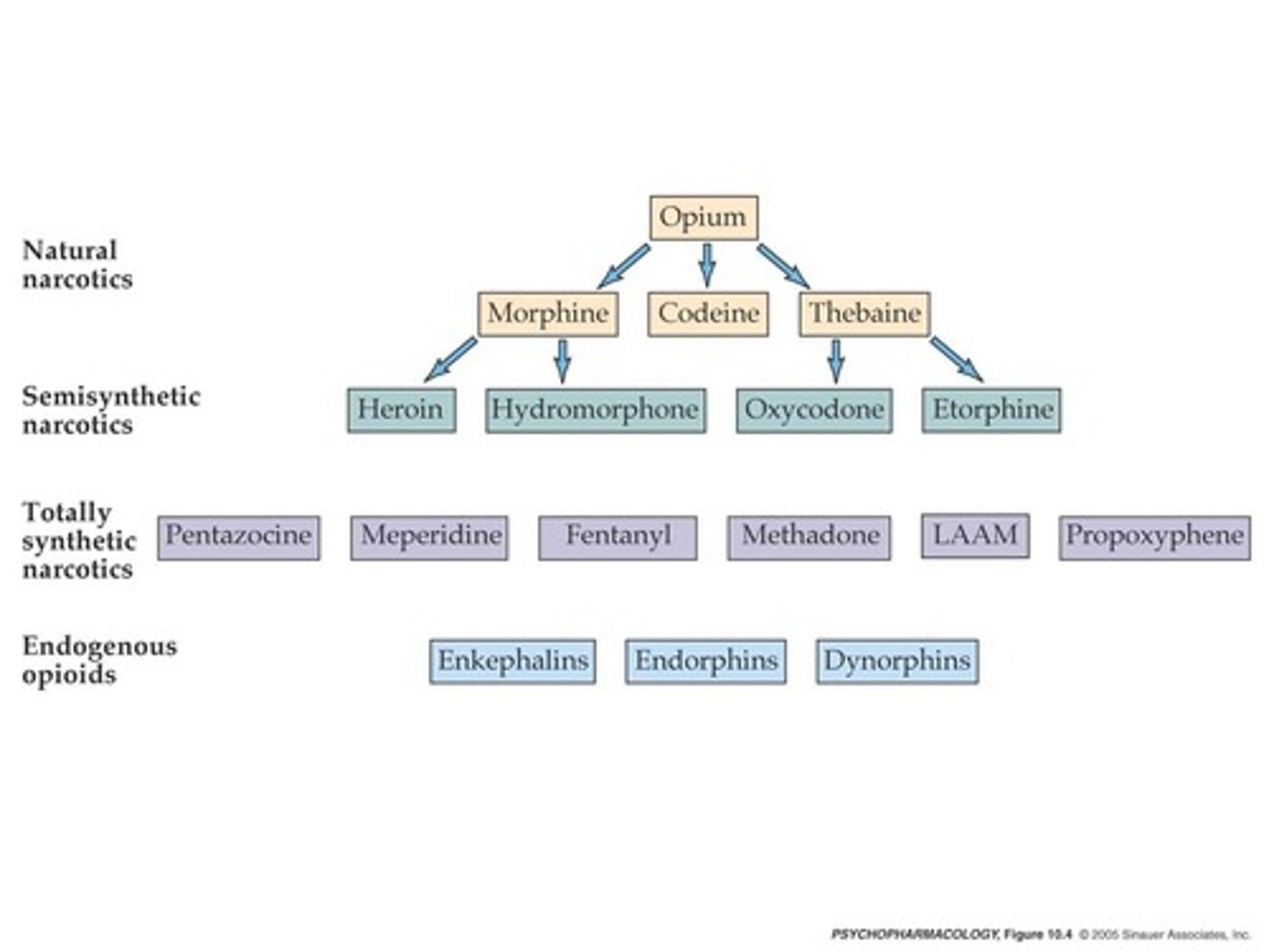 <p>1. phenanthrenes (most common)</p><p>- morphine</p><p>- codeine</p><p>- hydrocodone</p><p>- oxycodone</p><p>- oxymorphone</p><p>- heroin</p><p>- naloxone</p><p>- naltrexone</p><p>2. benzomorphans</p><p>- diphenoxylate</p><p>- loperamide</p><p>- pentazocine</p><p>3. phenyl-piperadines</p><p>- fentanyl</p><p>- nils</p><p>- meperidine</p><p>- IMFs</p><p>4. diphenyl-heptanes</p><p>- methadone</p><p>- propxypehne</p><p>5. phenyl-propylamines</p><p>- tramadol</p><p>- tapentadol</p>