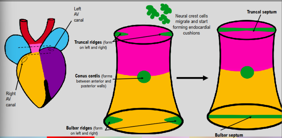 <ul><li><p>neural crest cells form truncal ridges in truncus arteriosus and bulbar ridges in bulbous cordis→ left and right</p></li><li><p>bulbar ridges from bulbar septum</p></li><li><p>as ridges converge to form septa→ structures twist around its central axis</p></li><li><p>creates corkscrew formation for blood leaving ventricles to navigate</p></li></ul><p></p>