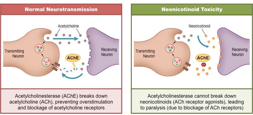 <p><strong>Neonicotinoids</strong> are a group of chemicals that are used in pesticides. </p><p>They have a similar structure to nicotine and acetylcholine, so they bind permanently to nicotinic cholingeric receptors on the postsynaptic membrane of insects like bees. This <u>blocks synaptic transmission </u>and results in paralysis and death of the insects. </p><p>They don’t affect humans as much because ACh receptors in humans have a different structure from those in insects, so they are less toxic to humans. </p>