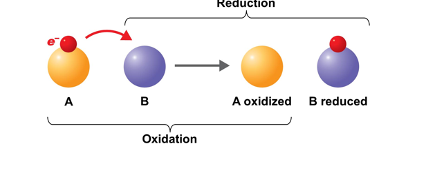 <p><span>is the<strong> gain of electrons.</strong> When something has <strong>undergone reduction</strong>, it means that it has <strong>gained electrons</strong>.</span></p><p>-The Gain of Electron</p><p>-Reducing agent - Gain of election</p>