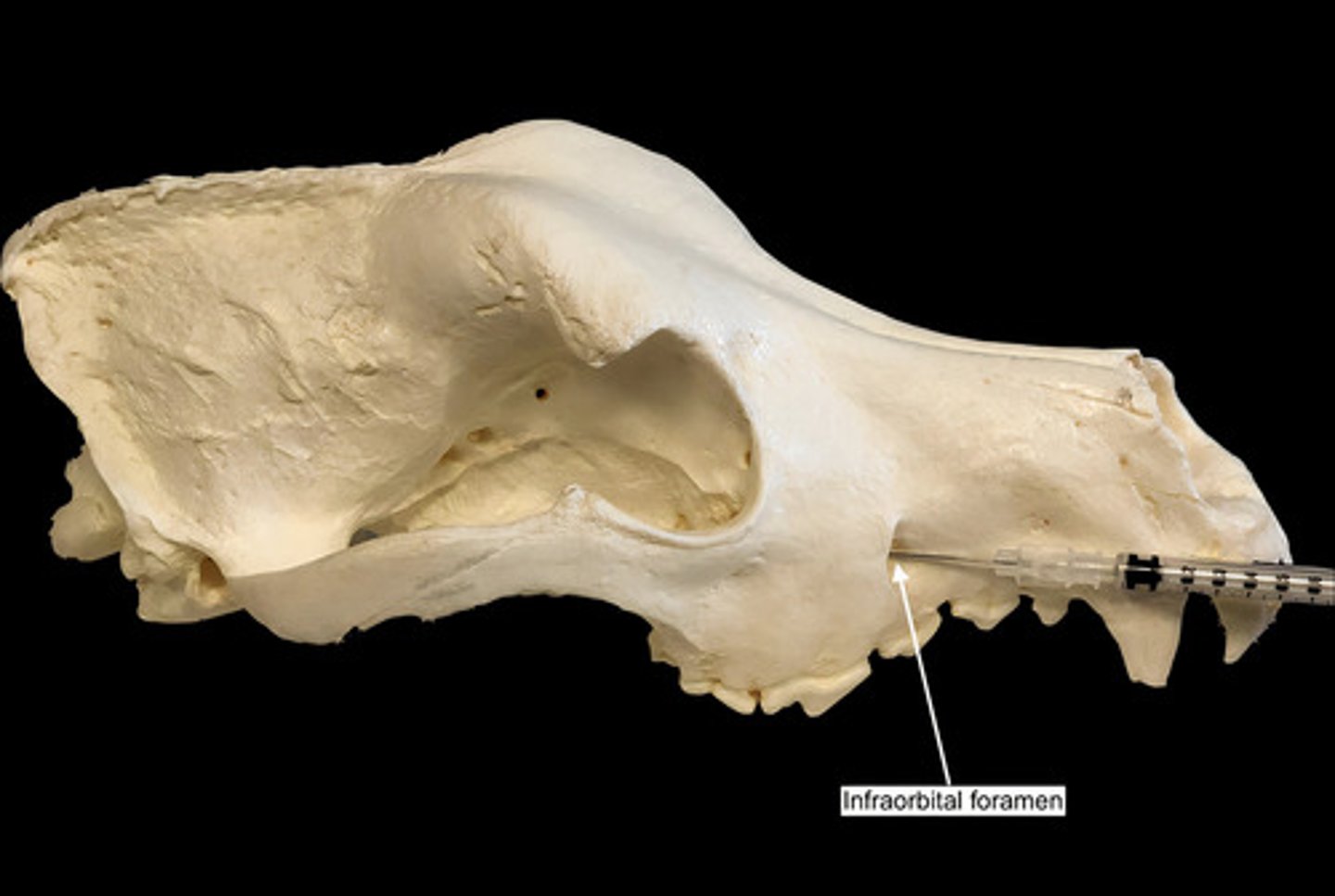 <p>opening under the orbit carrying the infraorbital nerves and blood vessels the the nasal region</p>