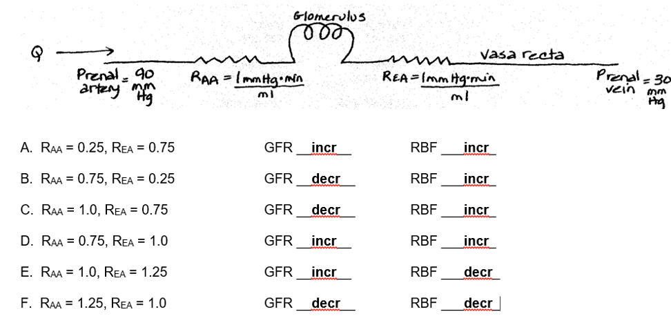 renal blood flow

glomerulus flow rate