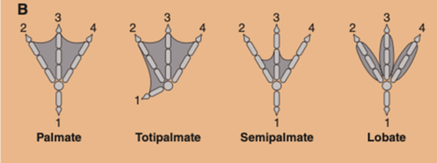 <p>lobate<br>semipalmate<br>palmate<br>totipalmate</p>