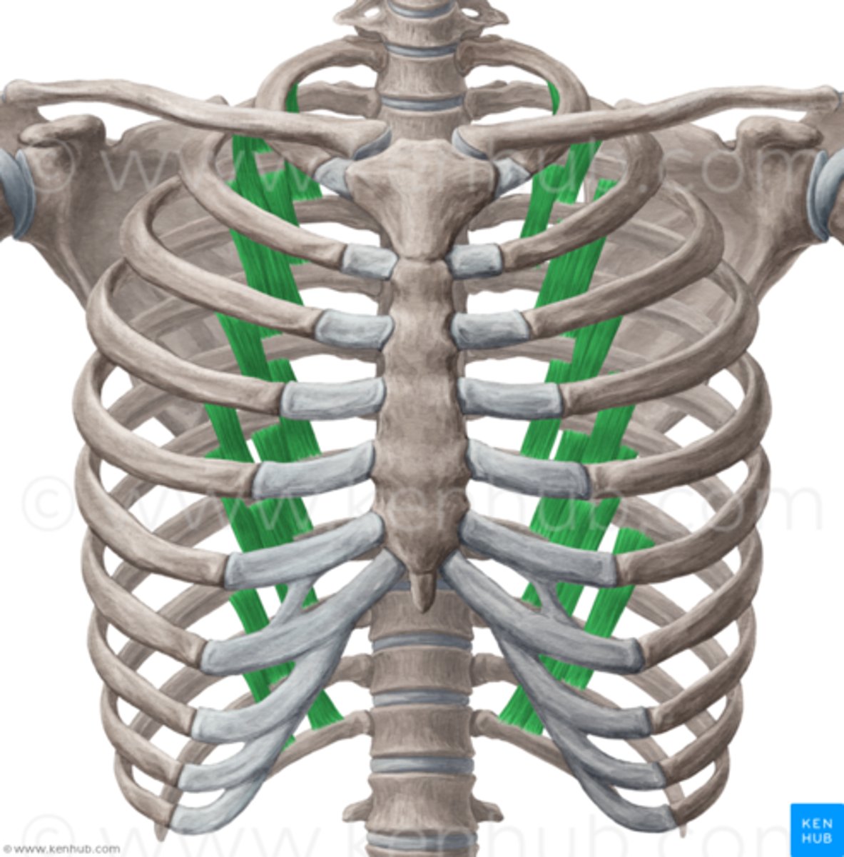 <p>(Subcostal) below a rib (នៅខាងក្រោមឆ្អឹងជំនីរ)</p>