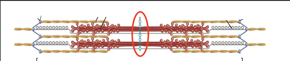 <p>Exact middle of the sarcomere holding thick filaments tgt</p>