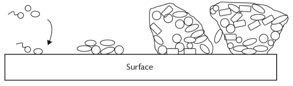 <p>What are the 3 main steps to biofilm production shown in this figure?</p>