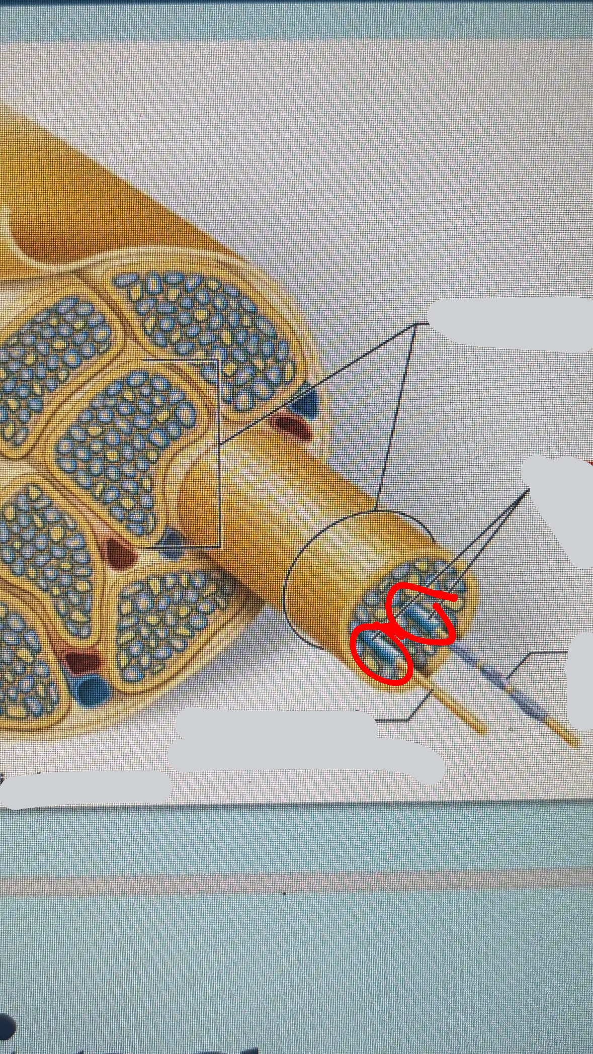 <p>nerve structure</p>