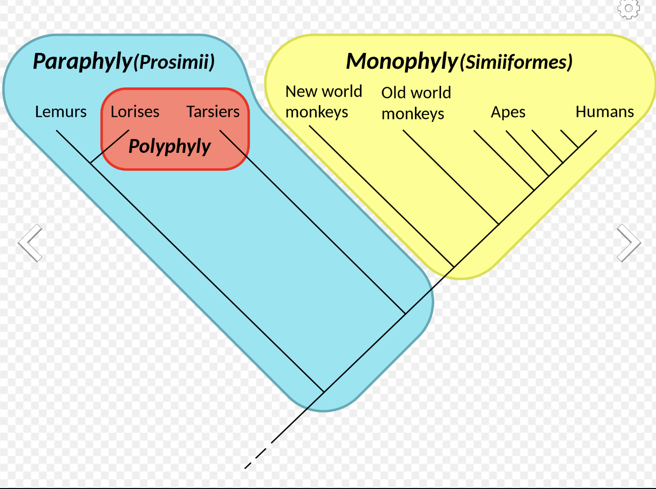 <p>monophyletic group</p>