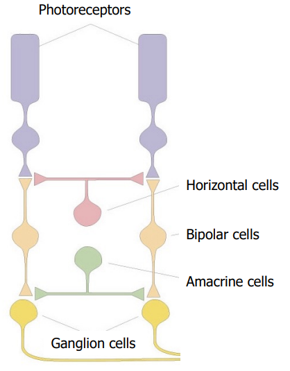 <ul><li><p><span>Retinal “Through” pathway:</span></p><p><span>Photoreceptors synapse onto bipolar cells which synapse onto the output neurons the ganglion cells</span></p></li><li><p><span>Modulated by Lateral interactions:</span></p><ul><li><p><span>Horizontal cells</span></p></li><li><p><span>Amacrine cells</span></p></li><li><p><span>The modulation enables us to see colour, flickering lights, motion etc</span></p></li></ul></li></ul><p></p>