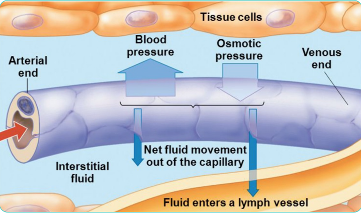 <p>The vein collects some, but not all, of the fluid leaked into the extracellular space due to osmotic pressure. </p><p> The excess interstitial fluid is collected by the lymphatic system</p>