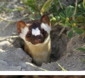 <p>Genus,species,habitat?</p>
