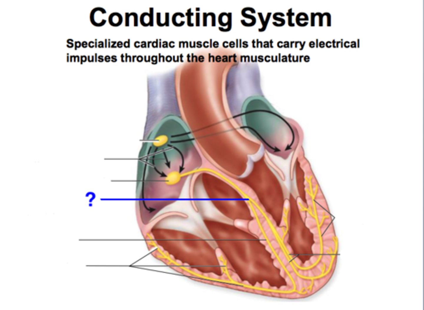 <p>Thinner, superior portion</p>