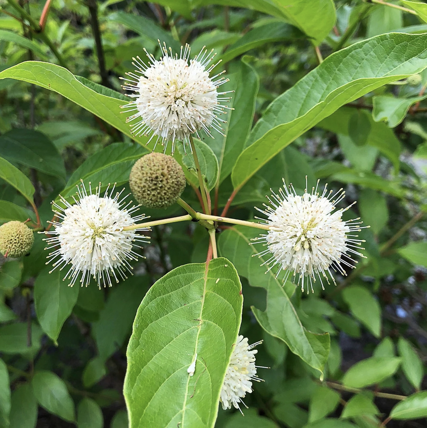 <p><em>Cephalanthus occidentalis</em></p><p>Rubiaceae</p>