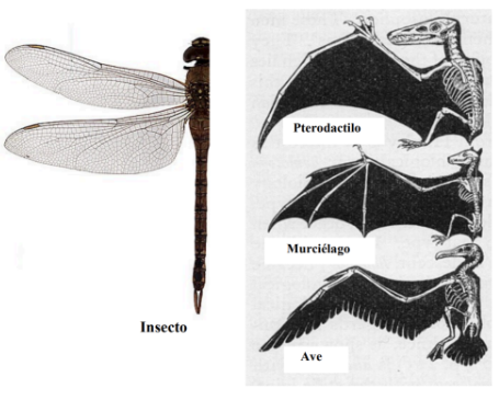 <p>Caracteres o estructuras semejantes por cumplir una misma función, pero cuyos orígenes embrionarios son diferentes y no derivan evolutivamente de la misma estructura. Se dan por convergencia evolutiva haciendo que evolucionen distinto, por diferentes presiones selectivas.</p>