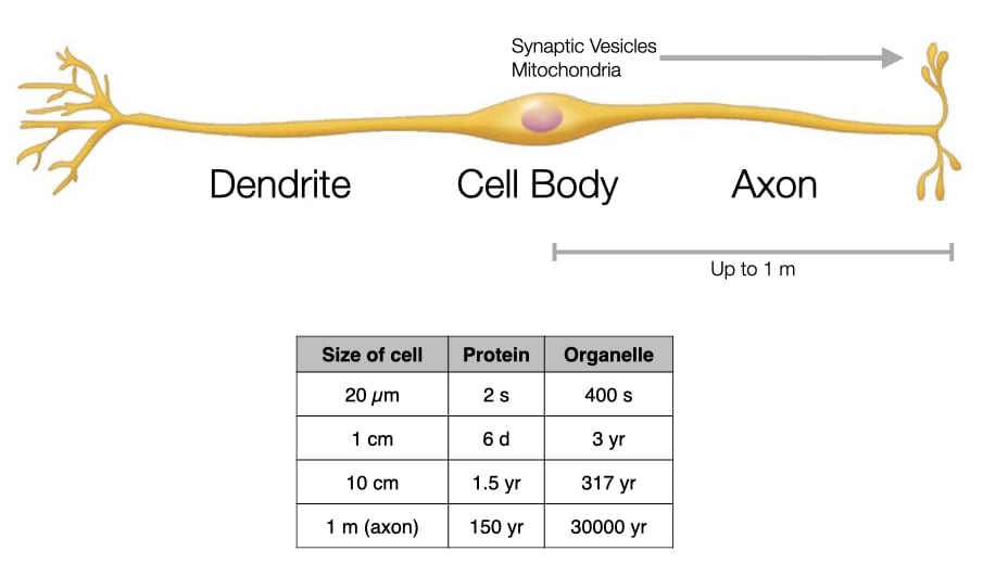 <p>Up to 1m in length and the cell body has a diameter of around 50 micrometres</p><p>Very long to transmit from one place (spinal cord) to around the body</p>