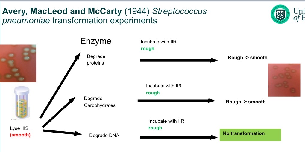 <p>1944→ Avery, McLeod and McCarthy</p><ul><li><p>transformation experiments</p></li></ul><ol><li><p>Degrade S proteins. Incubate with rough</p></li><li><p>Degrade S carbohydrates, incubate with R</p></li><li><p>Degrade S DNA, incubate with R</p></li></ol><ul><li><p>only the DNA one didn’t transform S to R</p></li></ul><p>Must mean DNA plays a role in transformation.</p><p></p>