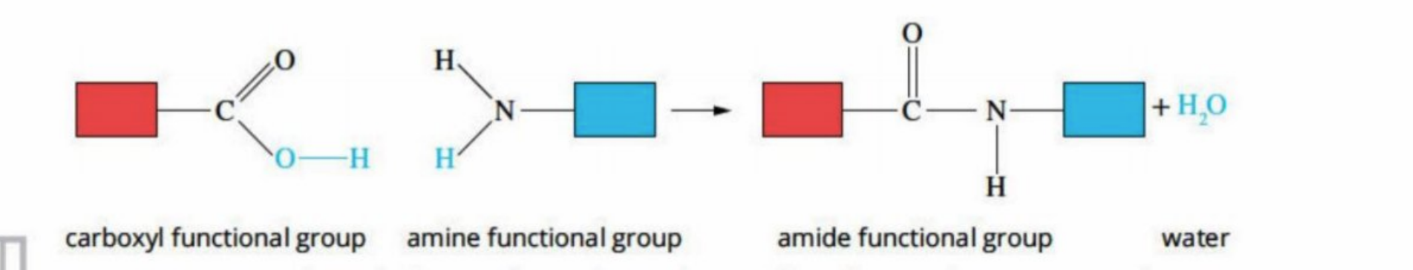 <p>When two monomers (amino acids) bond, <strong>a peptide link /amide</strong> is made(as two monomers are involved)</p><p>Called <strong>dipeptide</strong></p><p>Amide is made (review) - CONH</p><p>Water is pushed off</p><p></p>