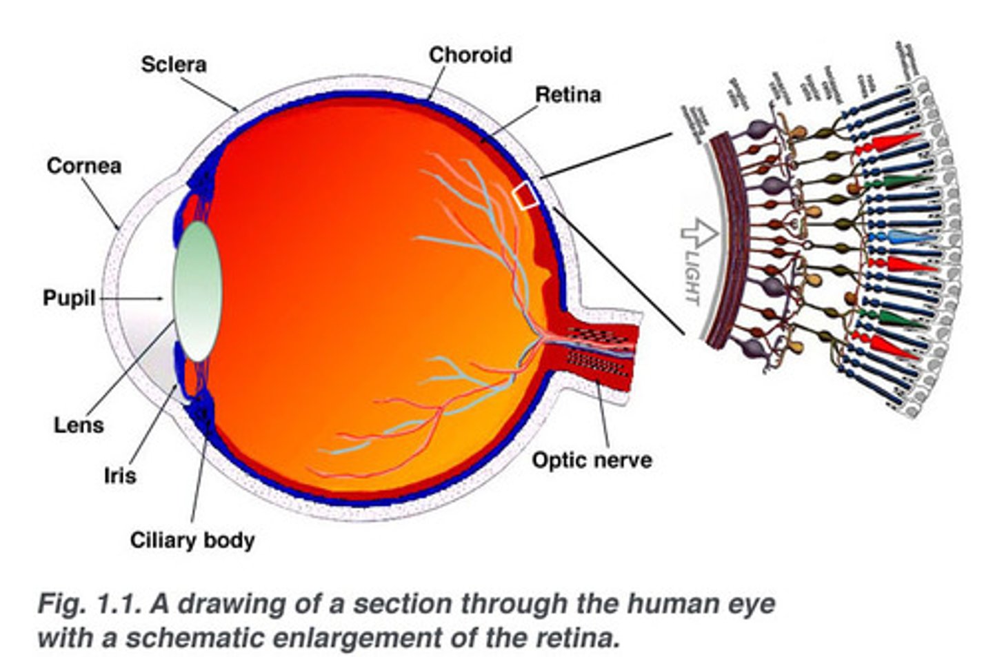 <p>photoreceptor cells</p><p>image on the right</p>