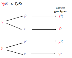 → One YyRr parent has two genes, one coding for seed colour while other for seed shape; these genes are heterozygous as the colours are Yellow or Green and the shapes are Round or Wrinkled thus there are 2 heterozygous genes (22=4) thus 4 gamete genotypes are possible