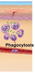 <p>nuetrophils digest pathogens and cell debris. Tissue heals</p>