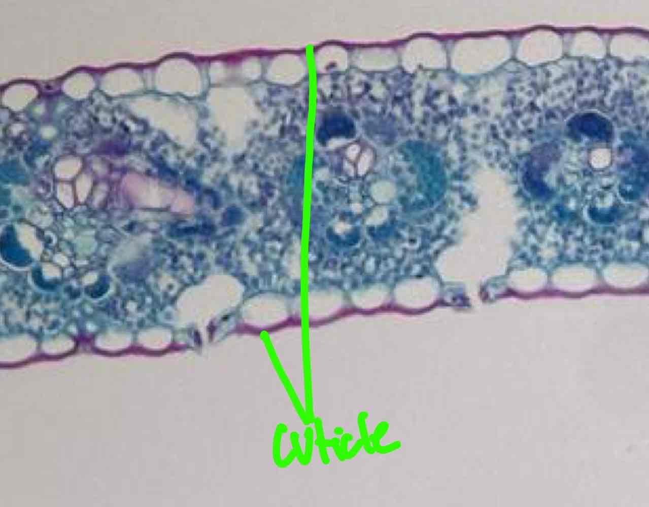 <p>Waxy coating on epidermis, helping prevent water loss, found in leaves and most stems.</p>