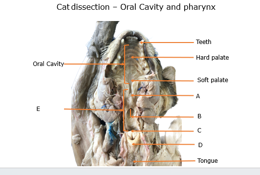 <p>C</p>