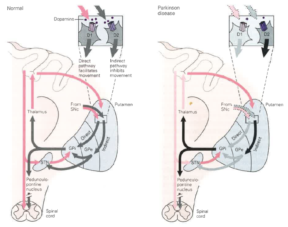 <p>The main neurotransmitter that drives the basal ganglia is <strong>DOPAMINE </strong></p><ul><li><p>Acts specifically in the PUTAMEN to drive a direct motor program that facilitates movement&nbsp;</p></li><li><p>At the same time, INHIBITS the probability of a voluntary behavior&nbsp;</p><ul><li><p>Has opposing effects based on the receptor it binds to (D1 = excitatory, D2 = inhibitory)</p></li></ul></li></ul><p></p>