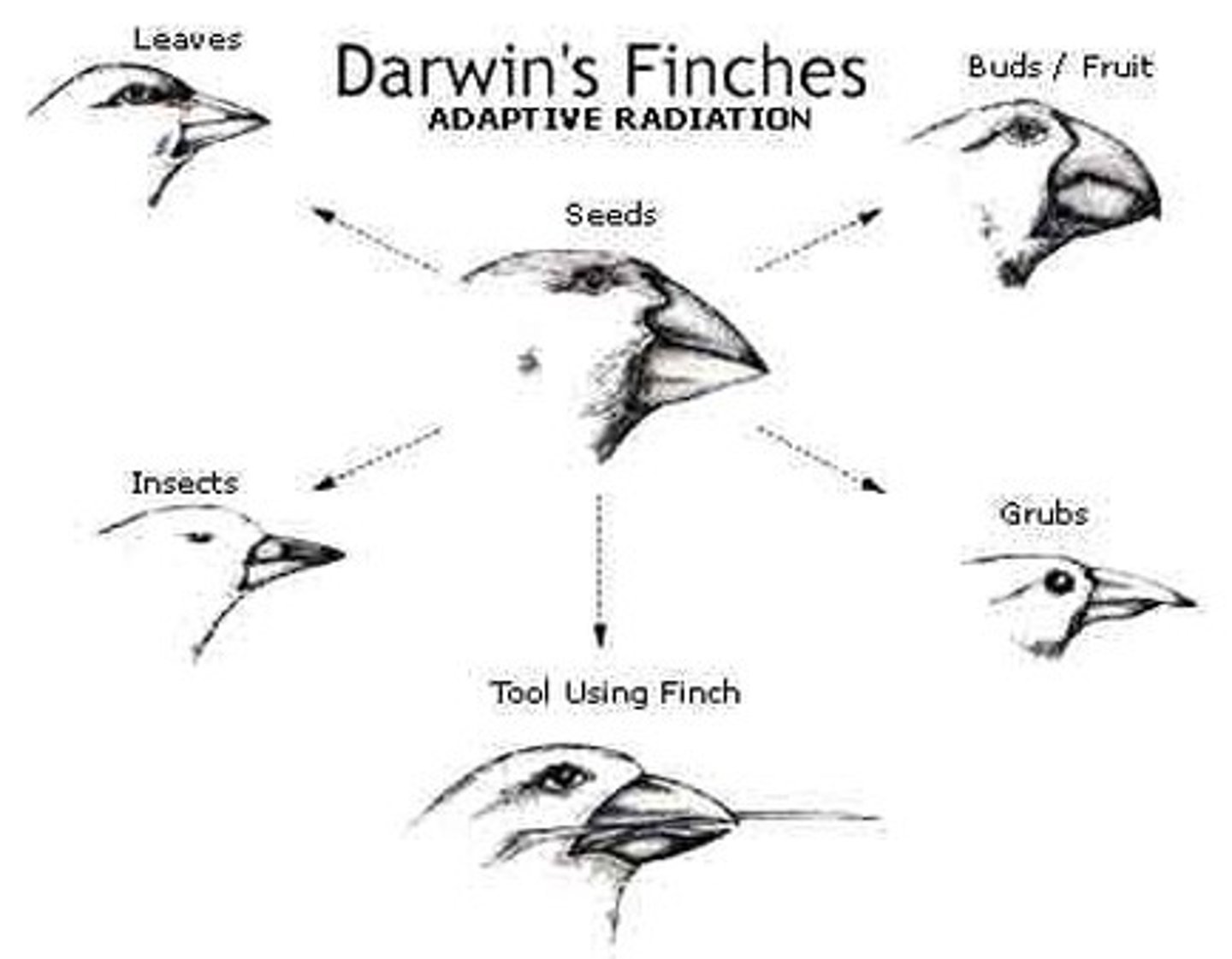 <p>The gradual change in a species over time</p>