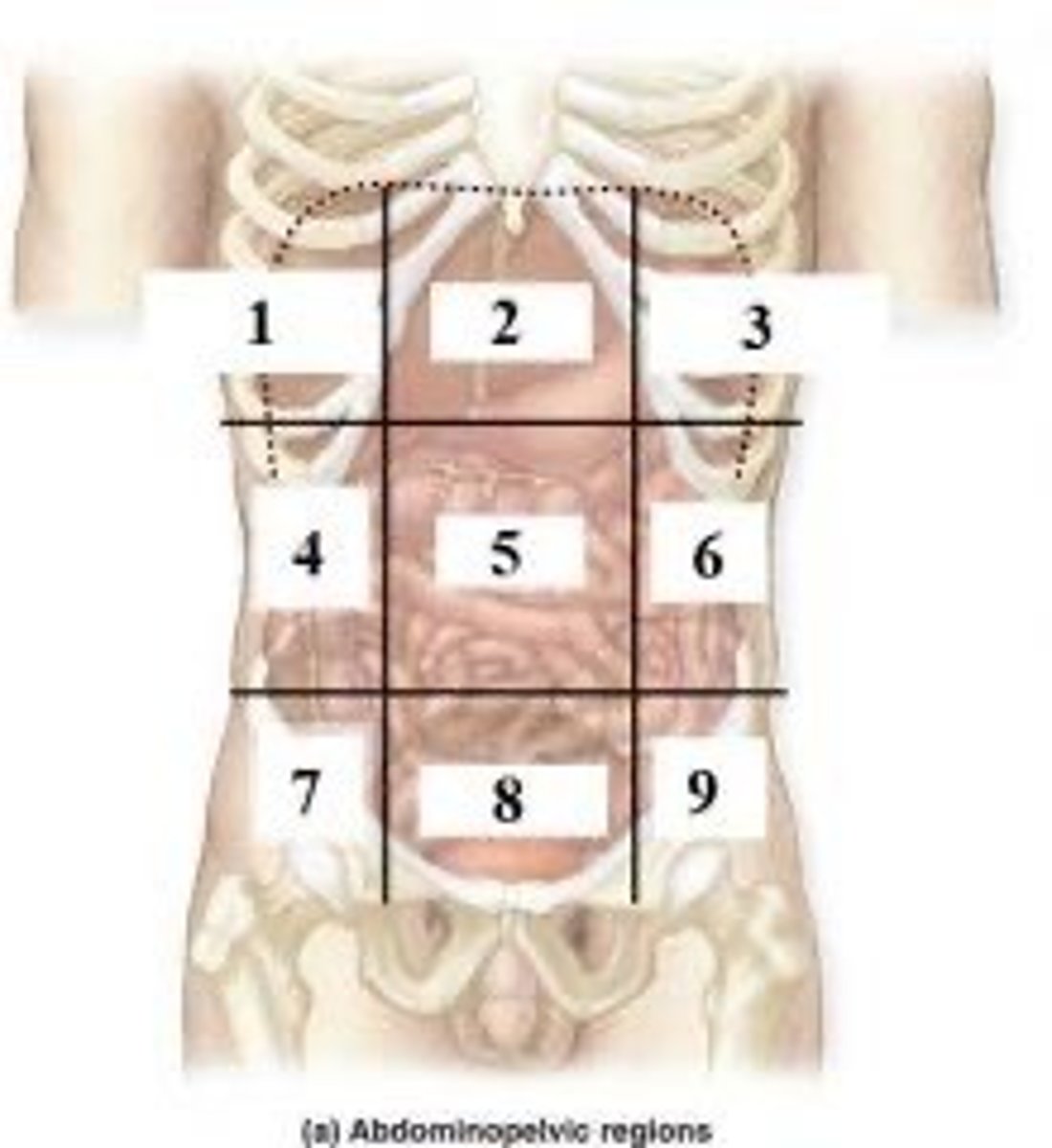 knowt flashcard image