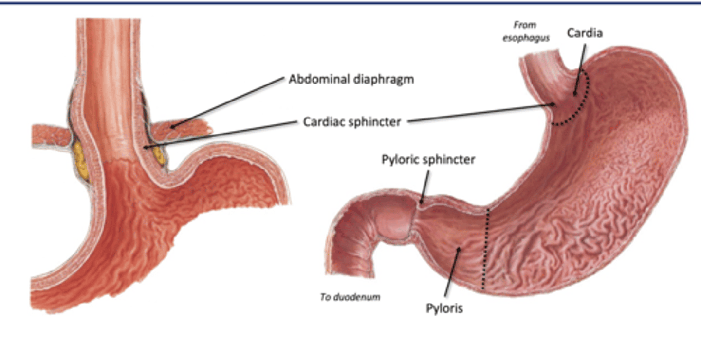 <p>-surrounding meeting of esophagus</p><p>-home to cardiac sphincter: physiological sphincter (not a true ring)</p><p>--can cause acid reflux</p>