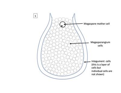 <p>Rank stages of gymnosperm seed development</p>