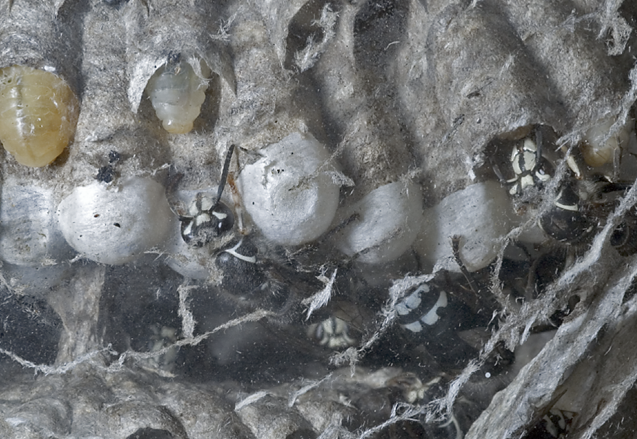 <p>feeding larvae, silk casing around pupa</p>