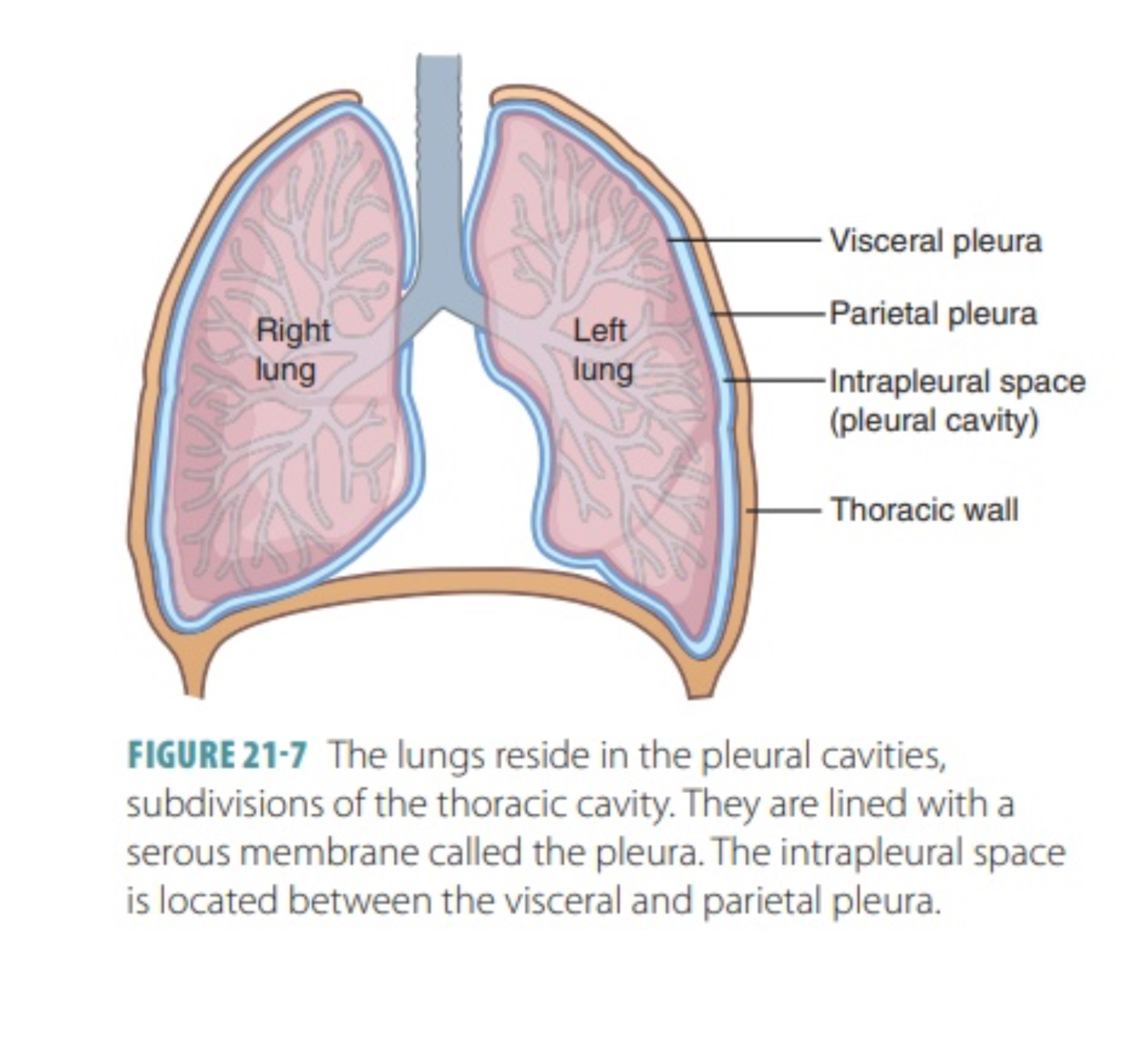 <p>Lining of the pleural cavity (membrane lining of where the lungs are housed)</p>