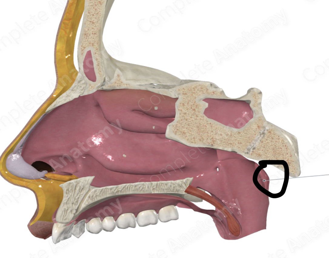 <p>where are the pharyngeal tonsils located?</p>