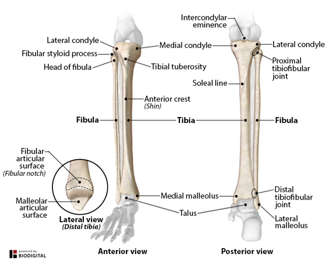 <p>-smaller of the two bones</p><p>-head articulates with the tibia</p><p>-located laterally</p><p>-articulates with the tibia &amp; talus to form ankle *lateral malleolus: bony process that forms the outside ankle bone &amp; provides lateral stability</p>
