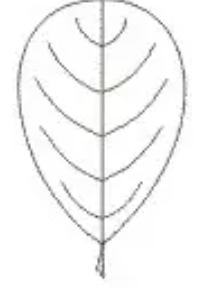 <p>outline</p>