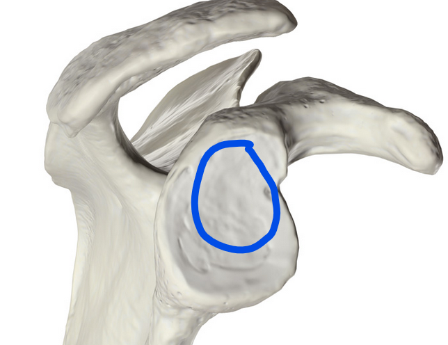 <p><span>Shallow, pear-shaped surface on the scapula that articulates with the head of the humerus to form the shoulder joint</span></p>