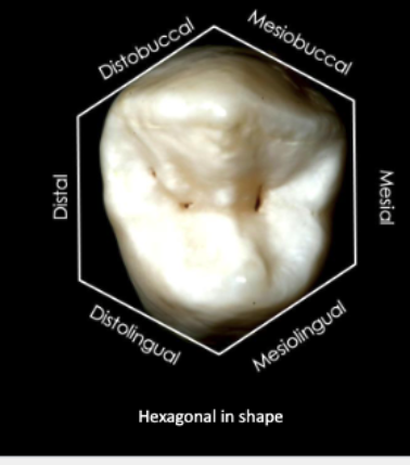 <p>hexagonal</p>