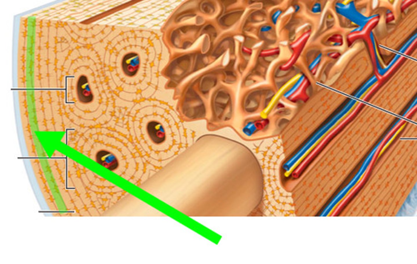 <p>DEFINITION</p><p>hollow tubes of bone matrix; collagen fibers in adjacent rings run in different directions; withstands stress - resist twisting</p>