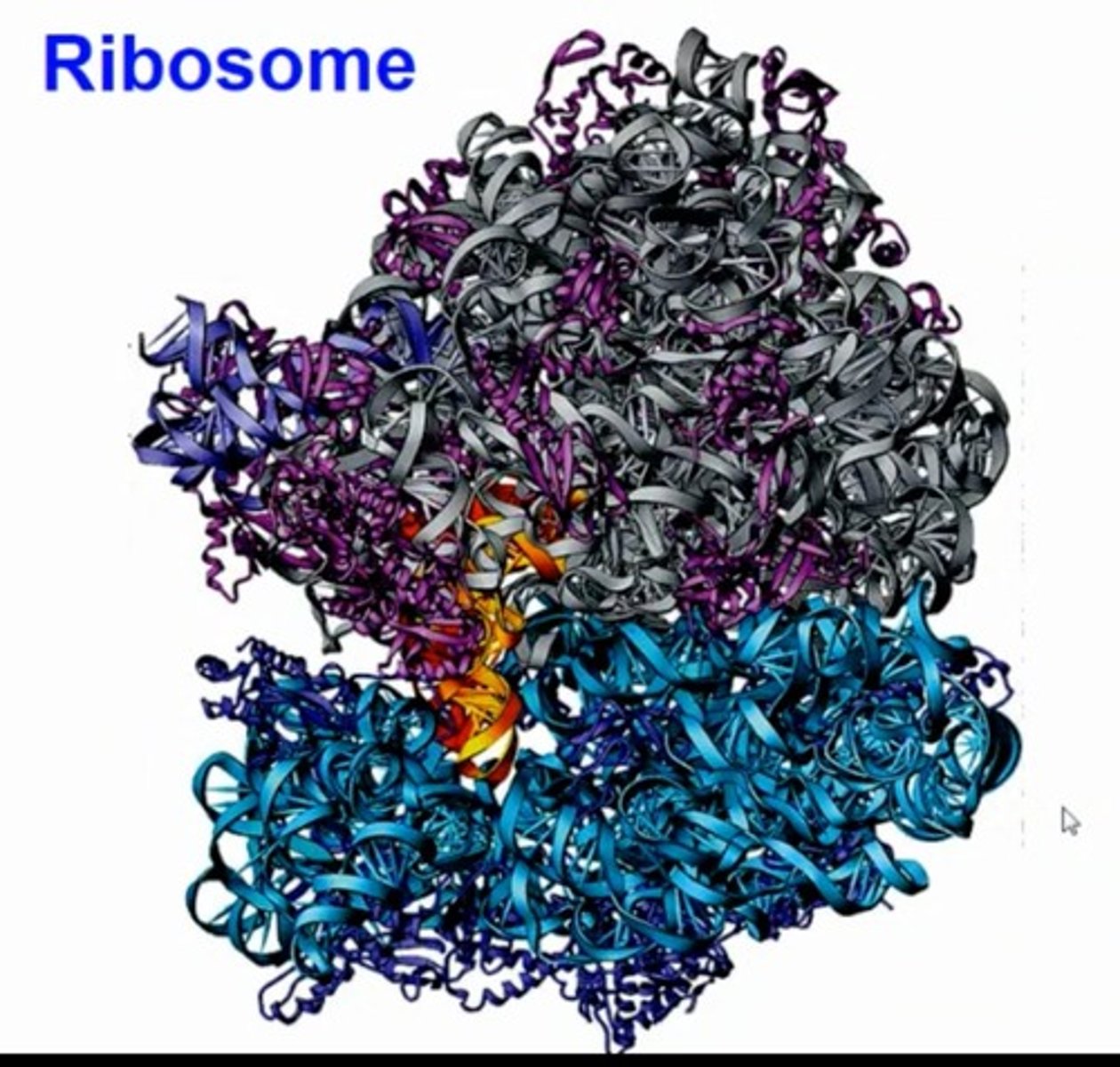 <p>DNA is transcribed to RNA in the nucleus, which is then translated to proteins by ribosomes in the cytosol.</p>