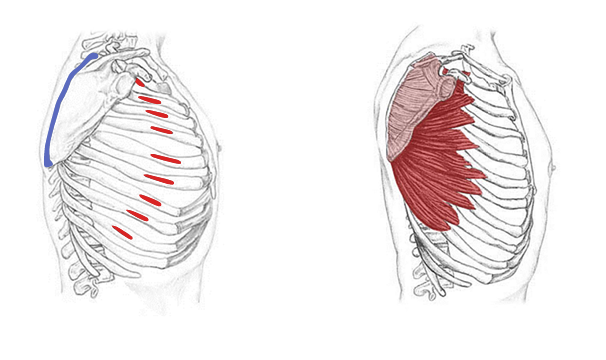 <p>What is the origin for the serratus anterior?</p>