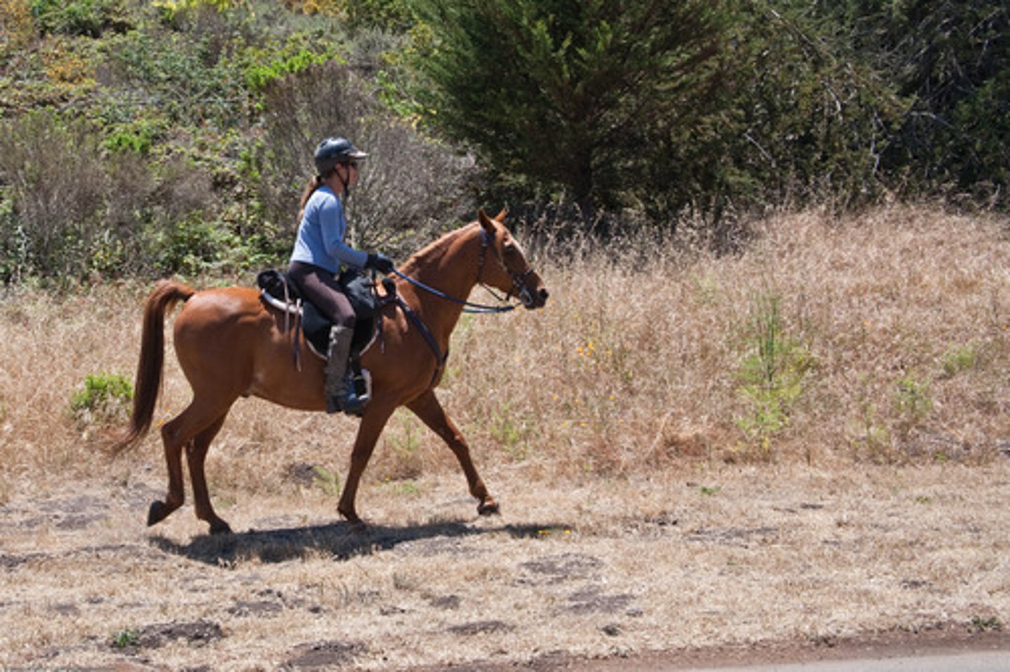 <p>to ride a horse</p>