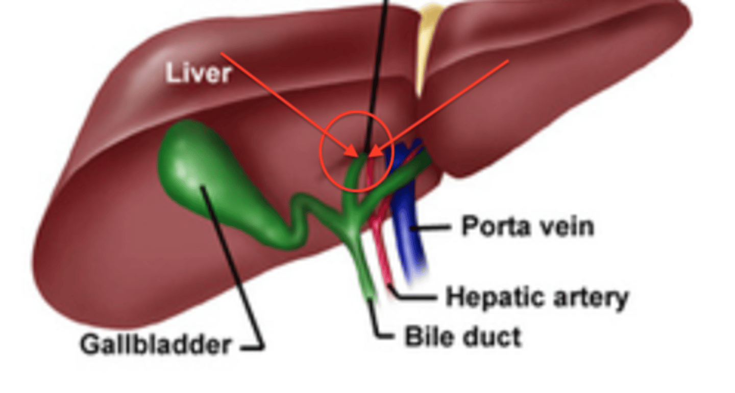 <p>The area of the liver where blood vessels, ducts, and nerves enter and exit.</p>